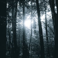 森の中に射し込む光芒と木漏れ日の自然光景の写真