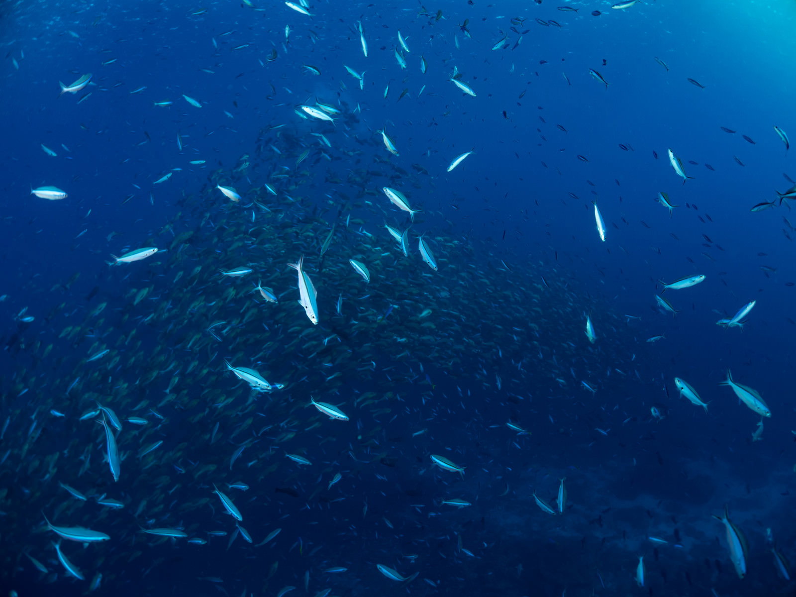 深い青色の海中を群れをなして泳ぐ多数の小魚