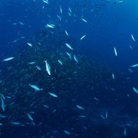 バラフエダイの卵を食べるクマザサハナムロの群れの写真