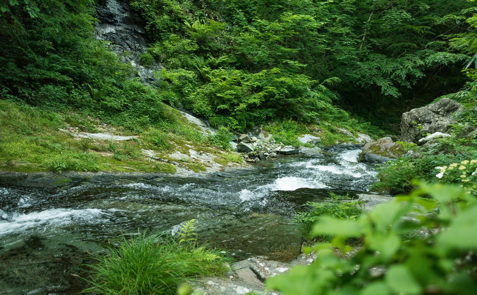 新緑の森に囲まれた渓流が岩の間を流れている風景