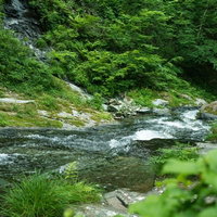 白賀渓谷の新緑に囲まれた渓流を流れる清らかな川の写真