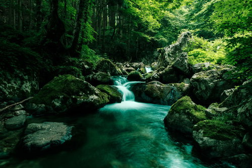 白賀渓谷（しらがけいこく）の杉林と白い花木