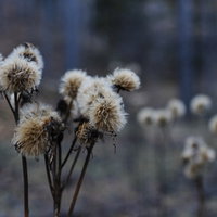 甲武信ヶ岳の登山口に咲く冬を待つ花の綿毛の写真