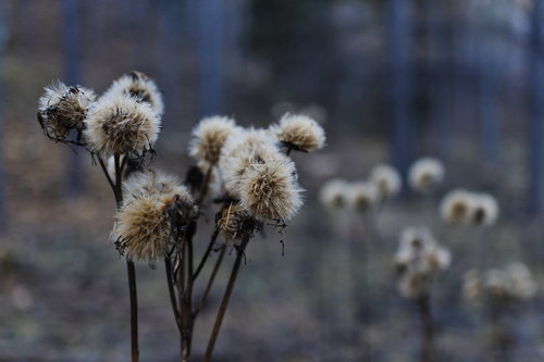 甲武信ヶ岳の登山口に咲く冬を待つ花の綿毛