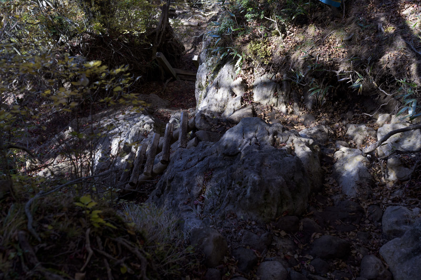 天城山の登山道に立てかけられた木製の梯子