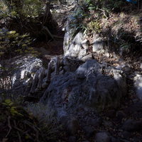 登山道に立てかけられた梯子（天城山）の写真