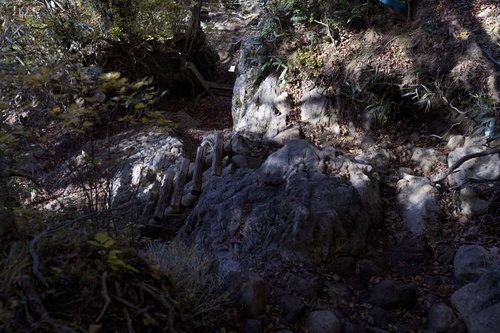 登山道に立てかけられた梯子（天城山）