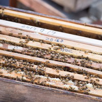 山田養蜂場の何層にもなった蜜蜂の巣箱と働き蜂の写真