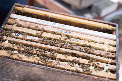 山田養蜂場の何層にもなった蜜蜂の巣箱と働き蜂