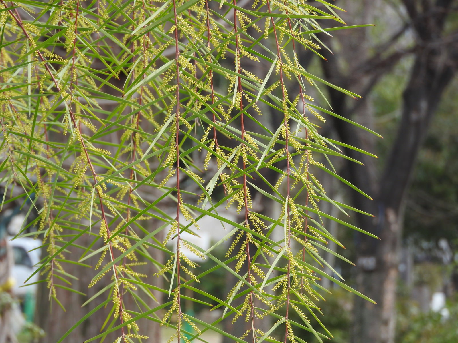 細い緑の葉が密集して垂れ下がるアカシアフロリバンダの枝