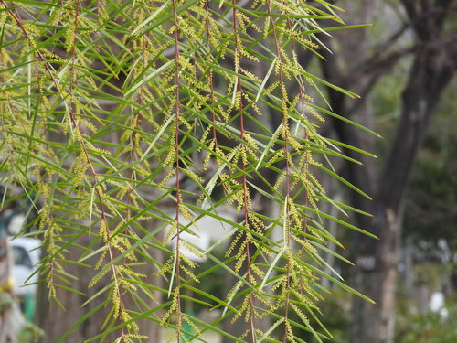 アカシアフロリバンダの細い枝と密集する緑の葉