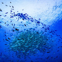 青い海中で産卵するバラフエダイの大群れの写真