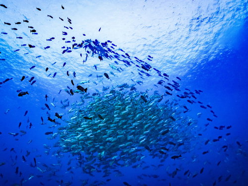 青い海中で産卵するバラフエダイの大群れ