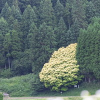 岡山県鏡野町の七色樫、6月中旬の新緑の森の写真