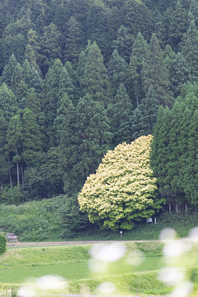緑の森の中で黄色く色づいた七色樫の木