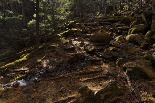 秋の甲武信ヶ岳の森を黄金色に染める落ち葉と苔むした岩