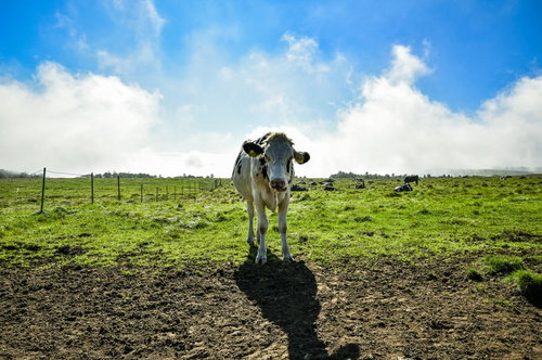 牧場の牛が仲間になりたそうにこちらをみている！