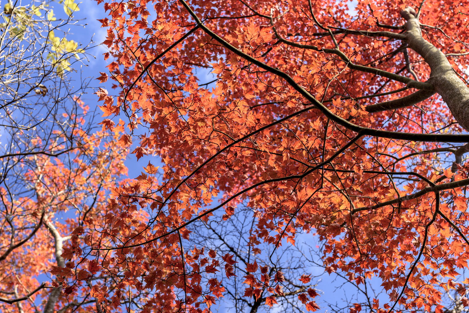 天城山の真っ赤に紅葉したもみじが青空を背景に映える秋の風景