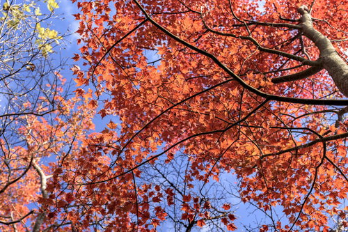 天城山で撮影した真っ赤に染まるもみじと青空