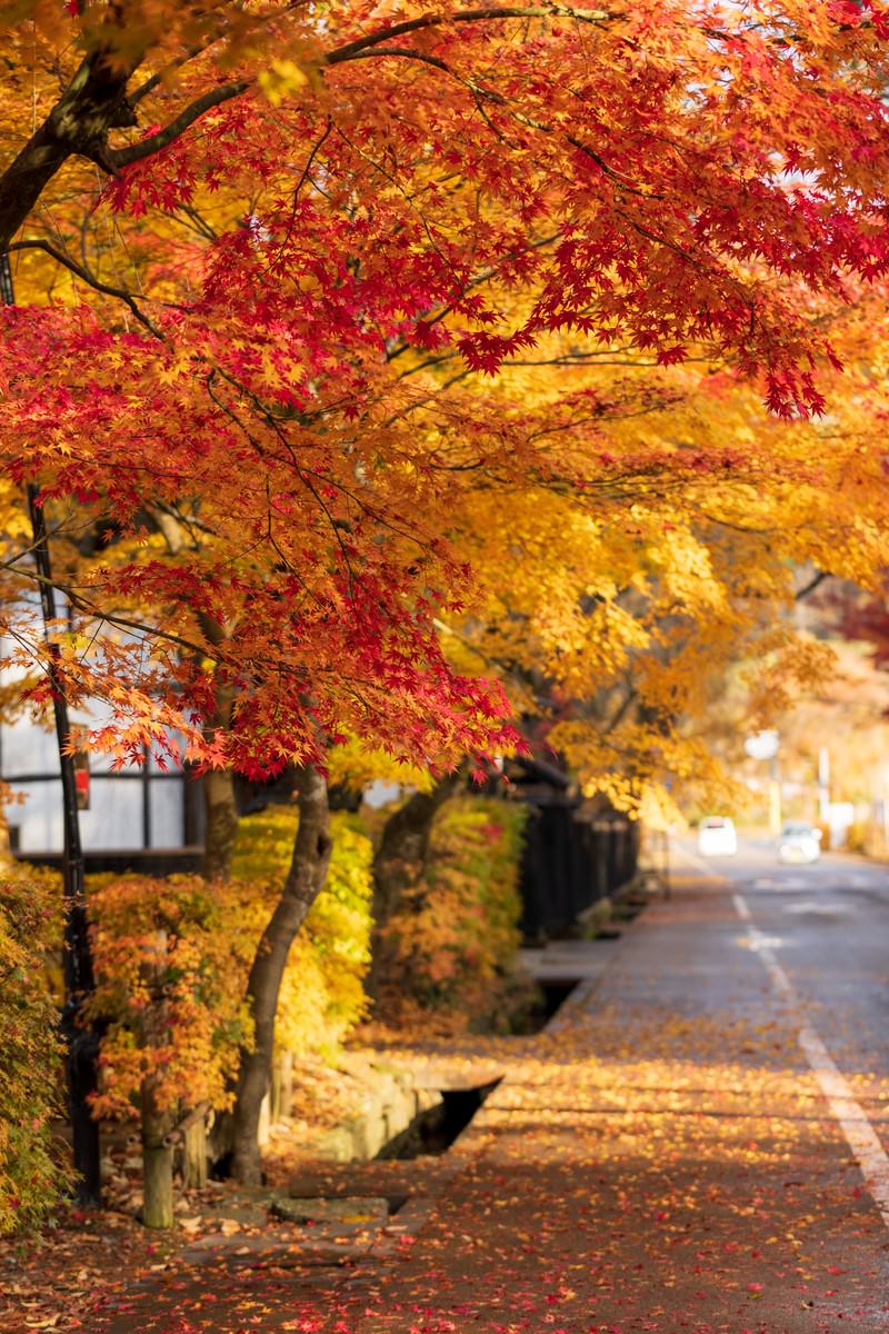角館武家屋敷で赤や黄色に色づいた紅葉が石垣沿いの道路を彩る秋の風景