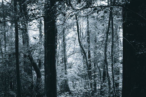 モノクロの世界にある林の木々と森林風景