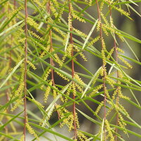 アカシアフロリバンダの細かく羽状に分かれた緑の枝の写真