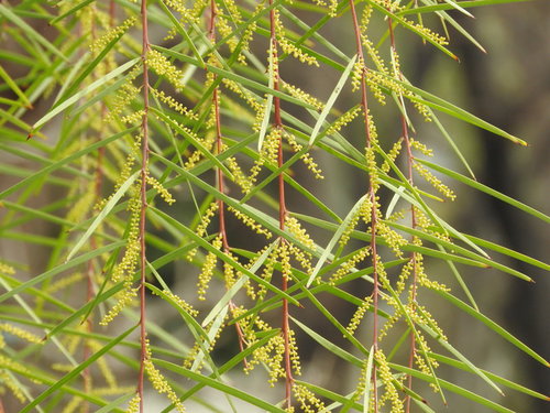 アカシアフロリバンダの細かく羽状に分かれた緑の枝