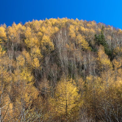 金色に染まる甲武信ヶ岳登山口の唐松の森と秋の山肌の写真