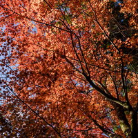 天城山の秋景色、オレンジと赤に紅葉したモミジやカエデの写真