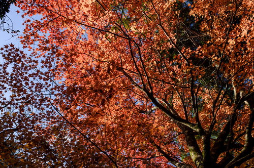 天城山の秋景色、オレンジと赤に紅葉したモミジやカエデ