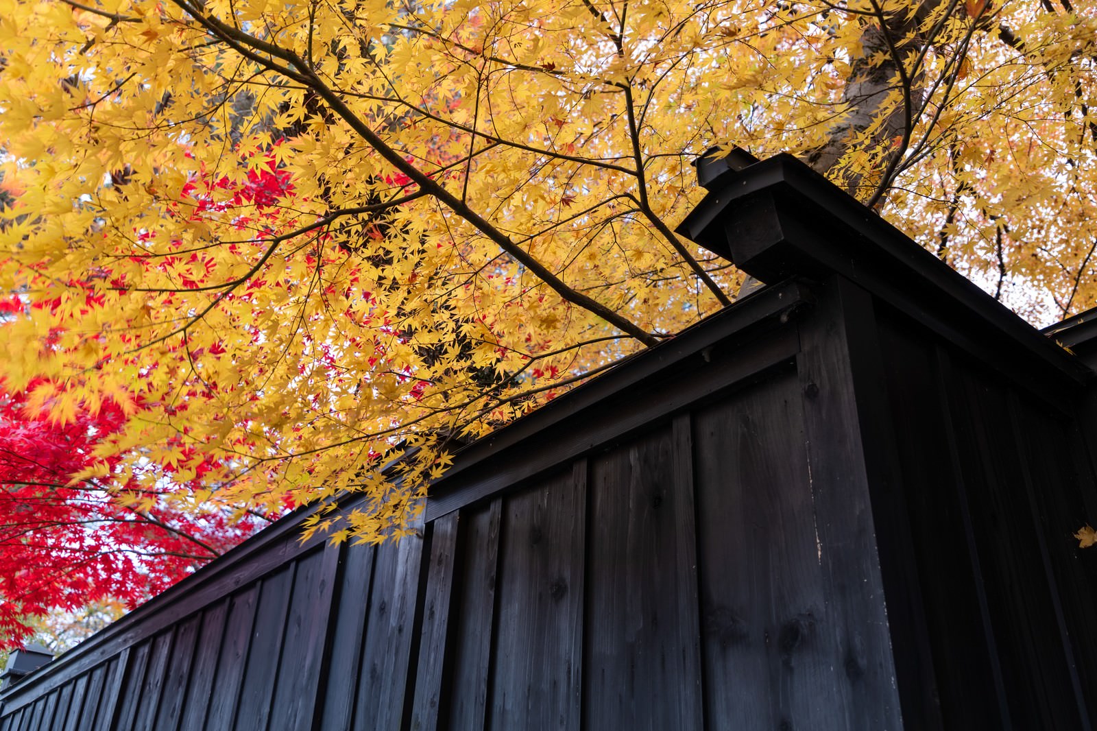 黒い板塀と秋のカエデ紅葉
