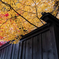 角館の黒塀に映える紅葉と秋の風景の写真