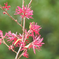 春に咲くアカバナトキワマンサクの赤ピンクの花の写真