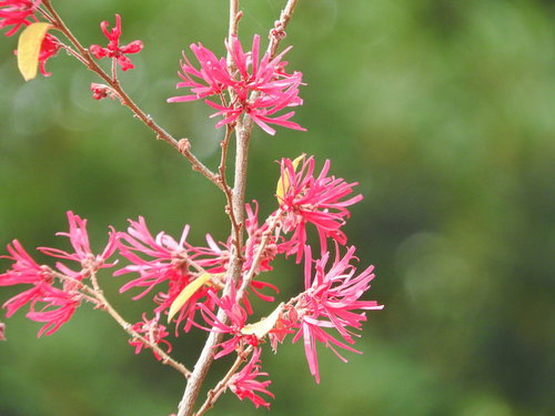 春に咲くアカバナトキワマンサクの赤ピンクの花