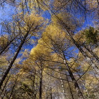 金色に輝くカラマツたちを見上げる秋の林と青空の写真