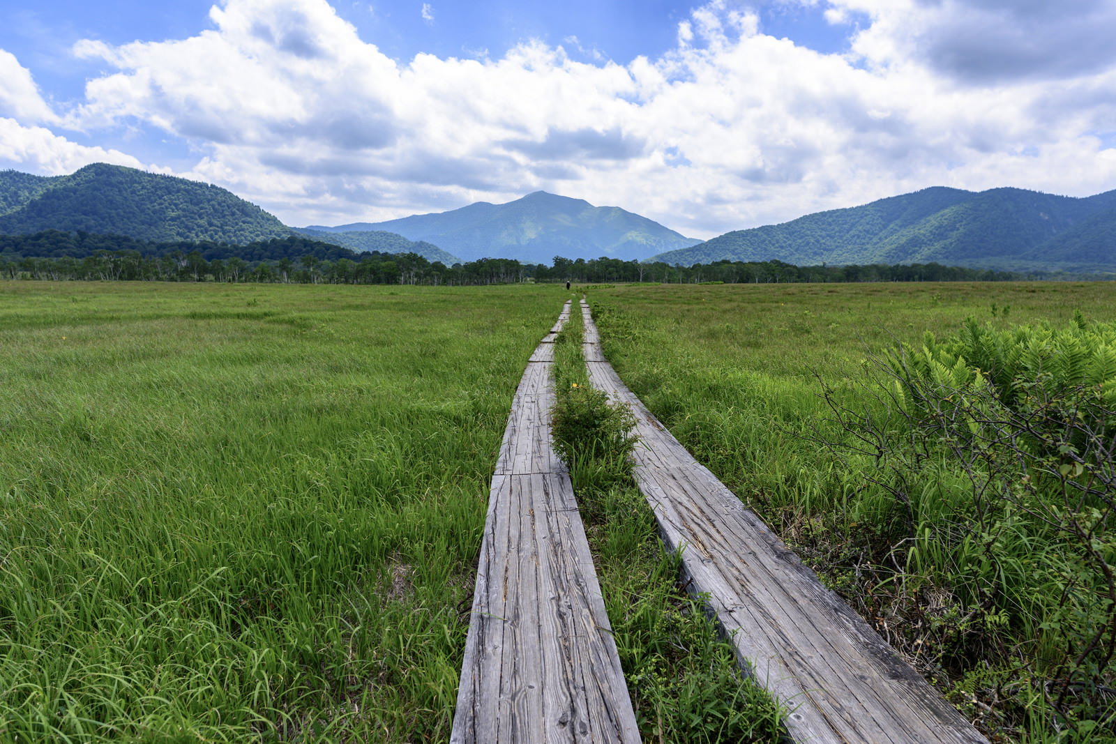尾瀬の湿原を通る木道と背景に見える至仏山の風景