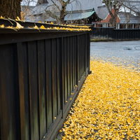 かくのだてぶけやしきの黒塀と落ち葉が積もる秋の季節風景の写真