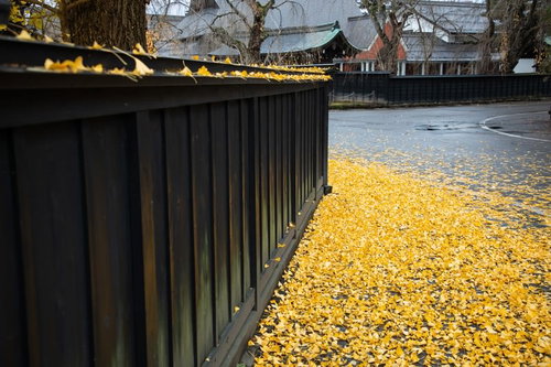 かくのだてぶけやしきの黒塀と落ち葉が積もる秋の季節風景