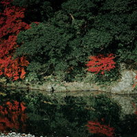 川端に映る木々と紅葉、水面に映りこむ秋の風景の写真