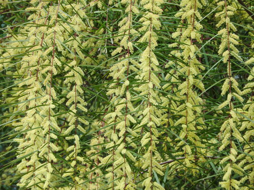 黄緑色の細かな葉が垂れ下がるアカシアフロリバンダ