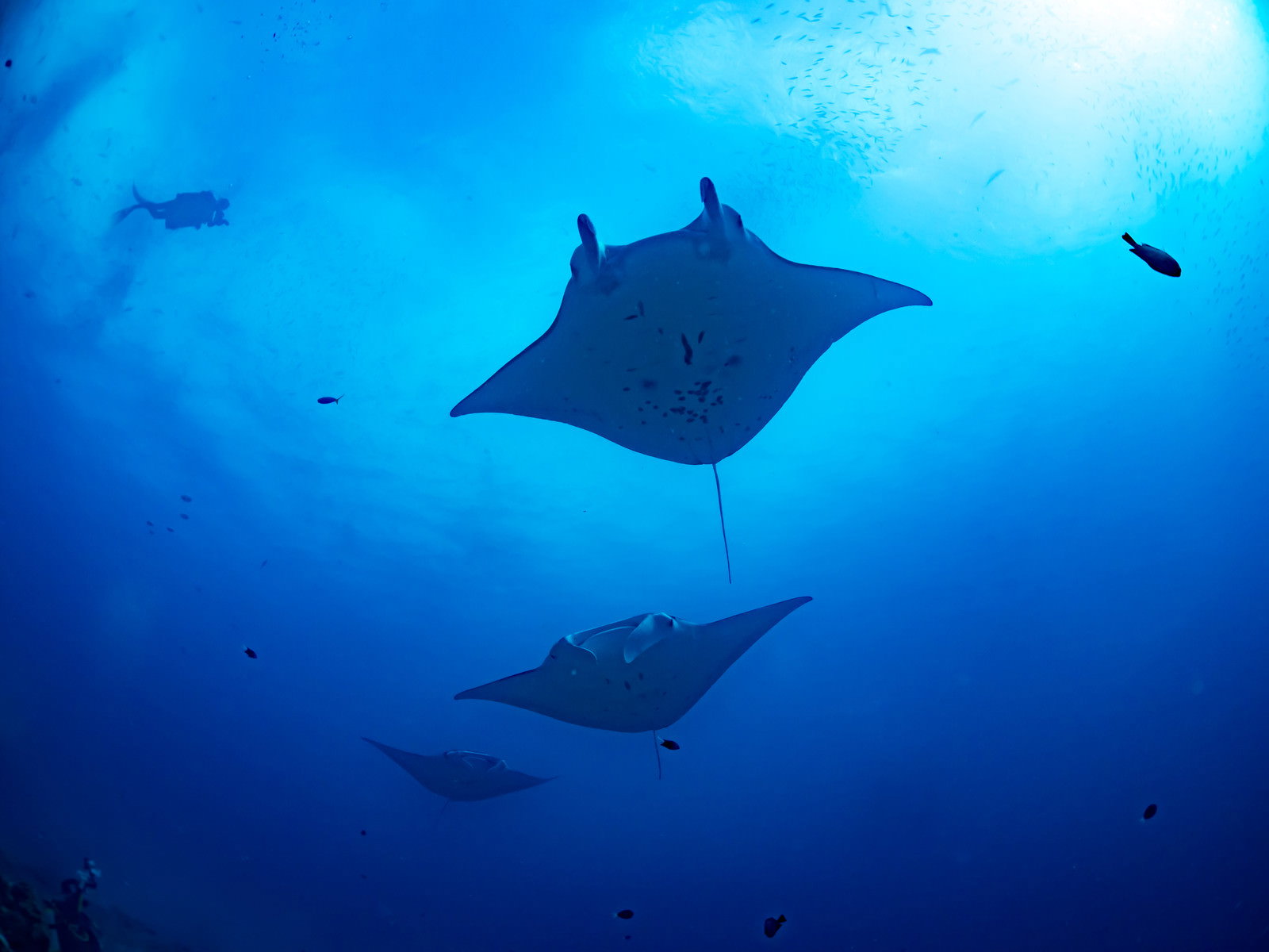 深い青色の海中で複数のマンタが泳いでいる水中写真