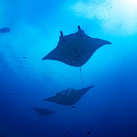 青い海中を泳ぐマンタの魚群の写真