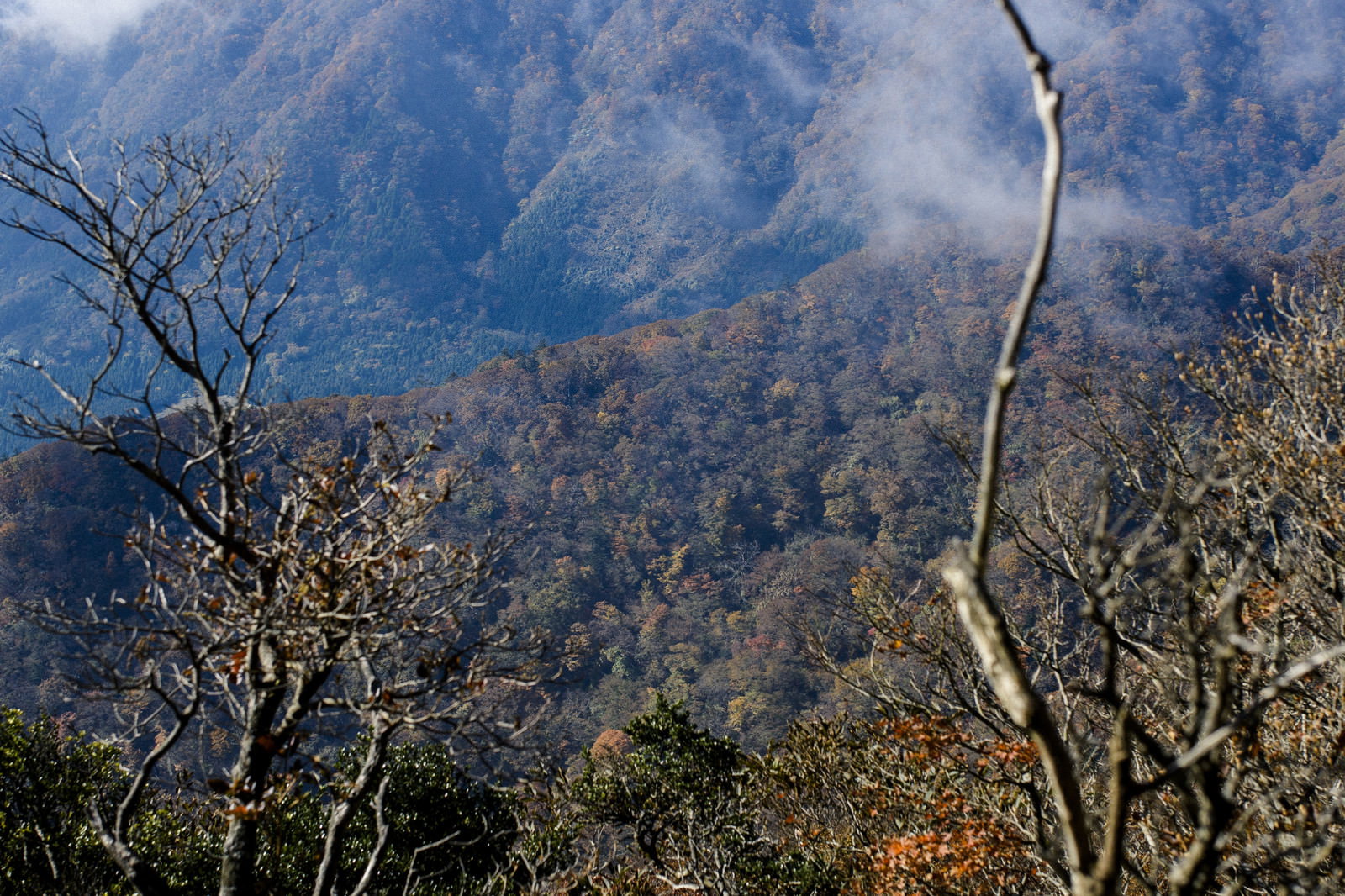 紅葉した樹木に包まれる天城山の麓の風景