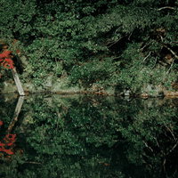 川端の木々が映る水面の波紋の写真