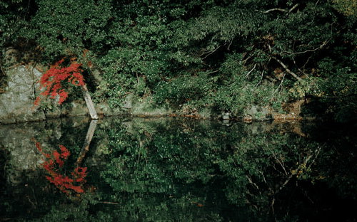 川端の木々が映る水面の波紋