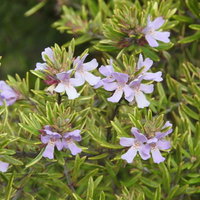 ウエストリンギア（オーストラリアンローズマリー）の薄紫色の花の写真