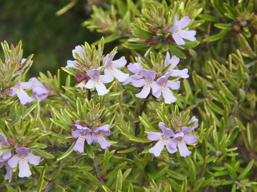 ウエストリンギア（オーストラリアンローズマリー）の薄紫色の花