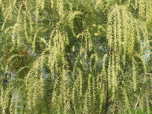 ふさふさとした黄緑色の葉が茂るアカシアフロリバンダ