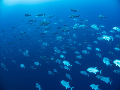 深い青色の海中で同じ方向に集まるロウニンアジの群れ