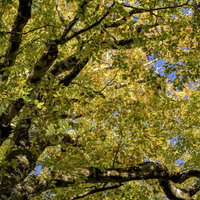西吾妻山の黄葉と木漏れ日の写真